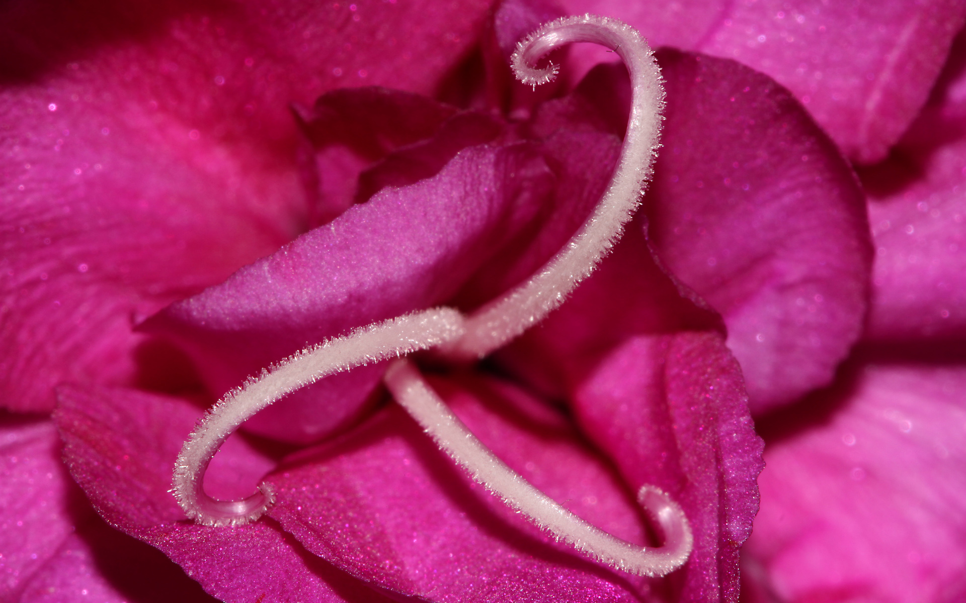 Pink Flower Macro382979121